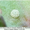 lycaena tityrus ovum2
